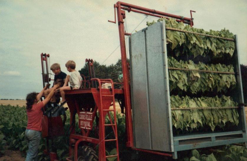 une récolte de tabac à la ferme du bocage