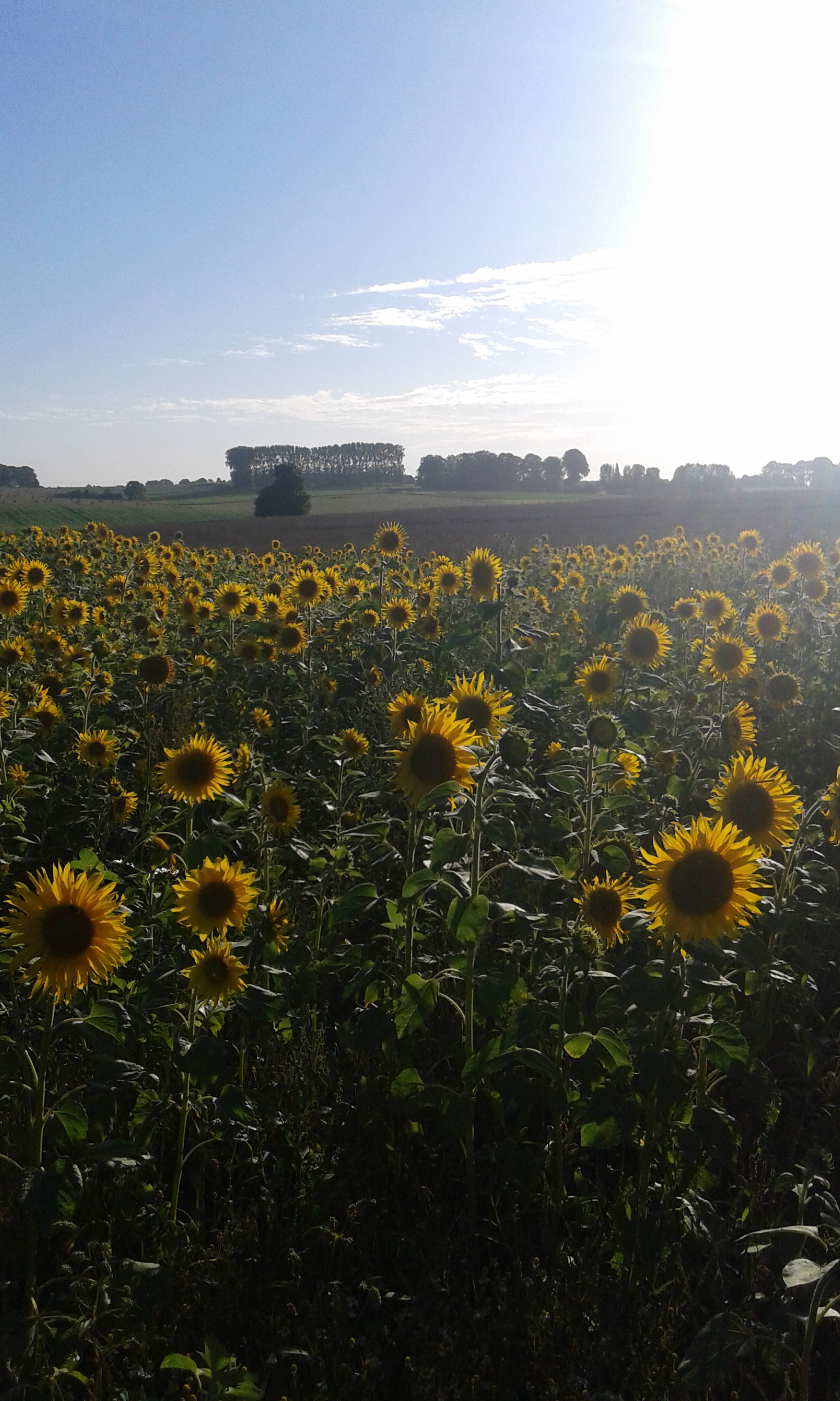 Champ de tournesol en fleur, 2015