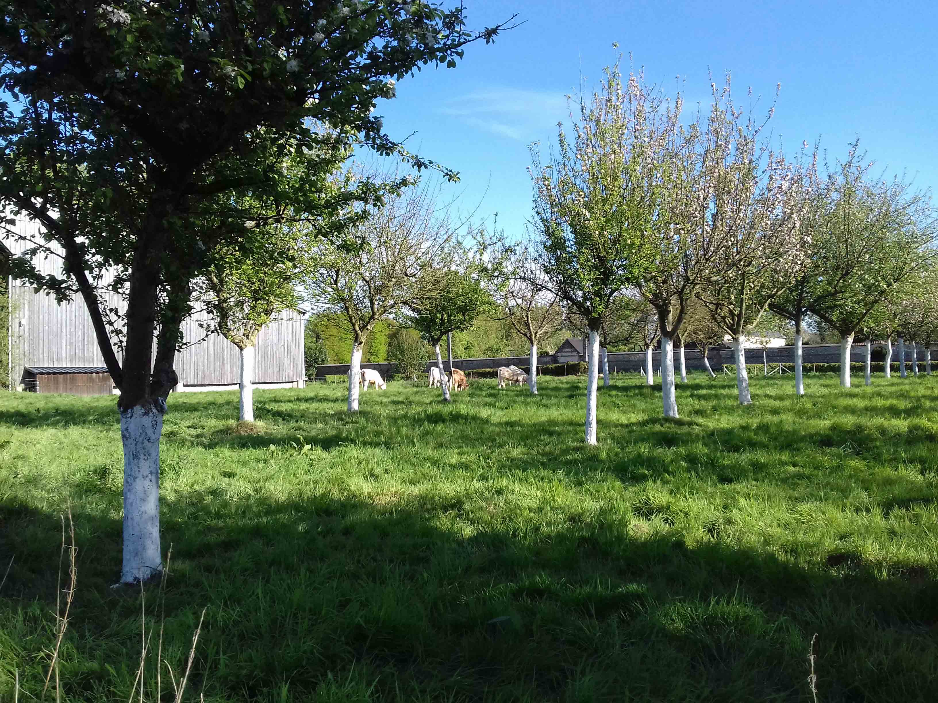 Verger de la ferme du bocage